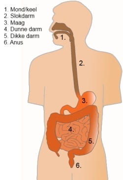 Maag-darmkanaal: mond en keel, slokdarm, maag, dunne- en dikke darm, anus