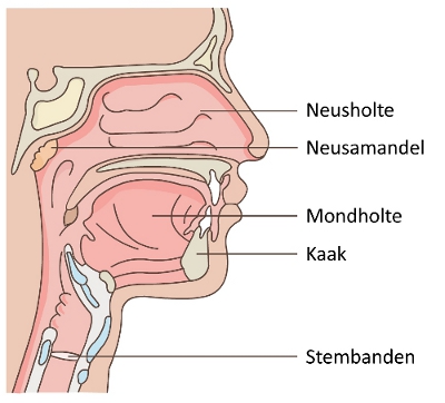 Anatomie van de neus