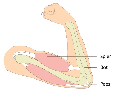Anatomie van de spieren