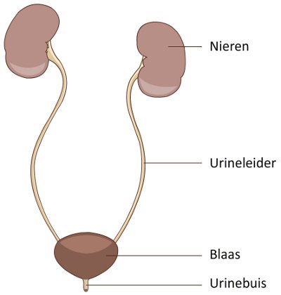 Anatomie van de nieren
