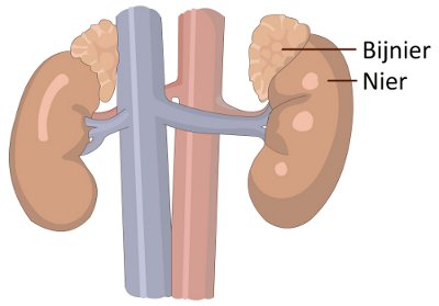 De anatomie van de nieren