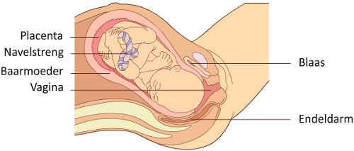 Baby in baarmoeder