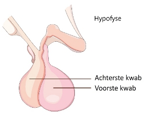 Hypofyse