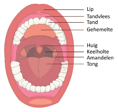 Anatomie van de mond