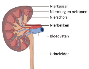 Anatomie van de nieren 