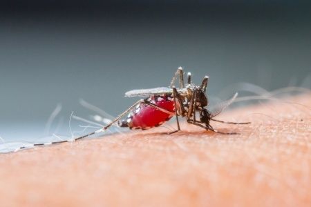 Genetisch verzwakte malariaparasiet in vaccin tegen malaria