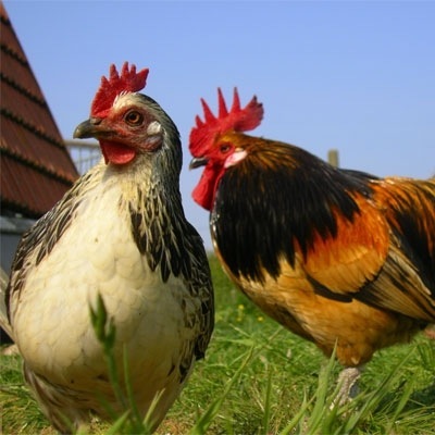 'Risico op menselijke besmetting met vogelgriep zeer klein'