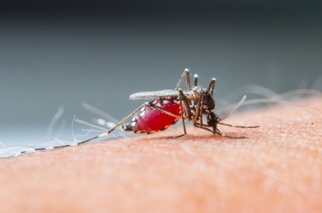 schimmel, het antwoord op malaria?