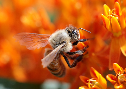 Honing gezond?